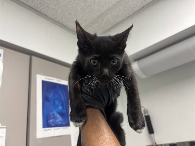 Alllspice - Domestic Short Hair
