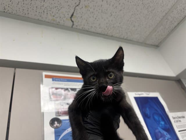 Oregano - Domestic Short Hair