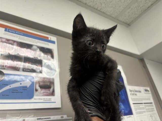 Tarragon - Domestic Short Hair