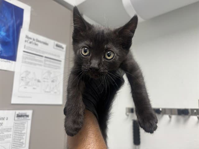 Dill - Domestic Short Hair
