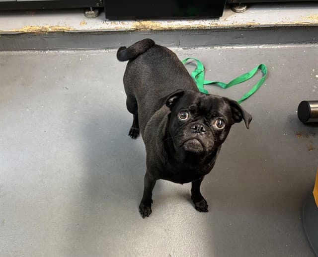 Luke - Pug