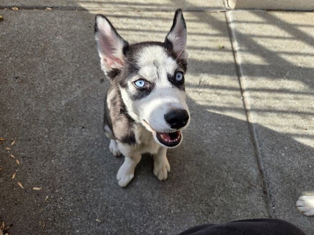 Cinnamon - Siberian Husky