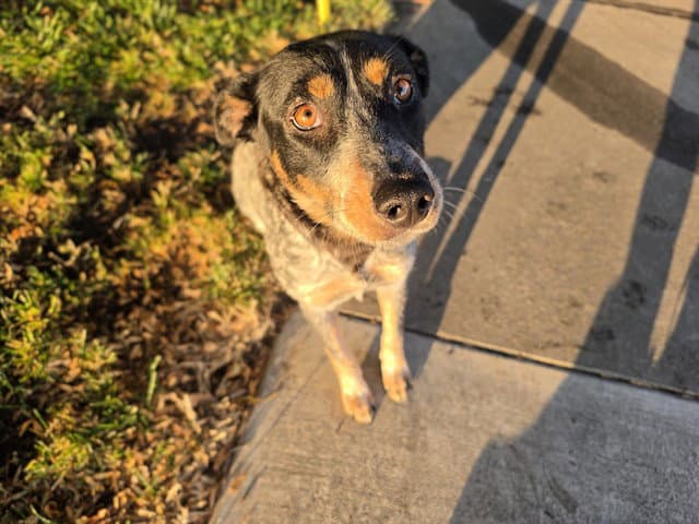 Bluebell - Australian Cattle Dog/Blue Heeler