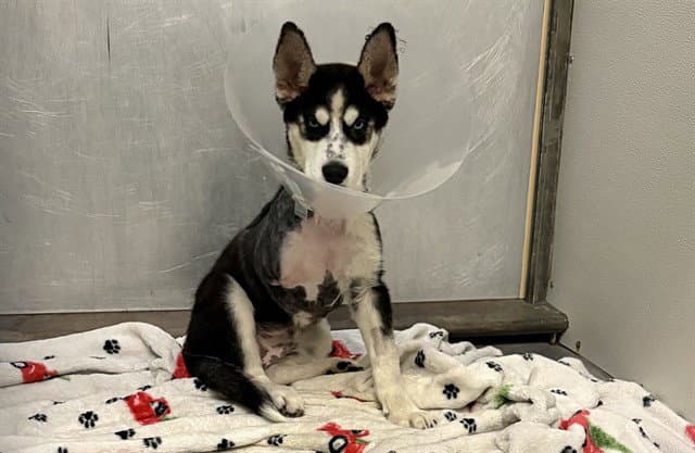Coriander - Siberian Husky