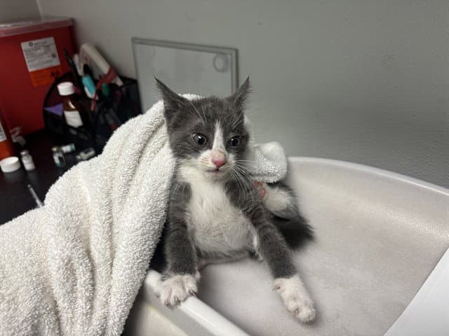 Louie - Domestic Long Hair