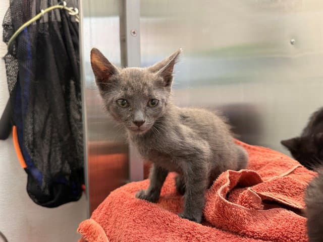 Fenugreek - Domestic Short Hair