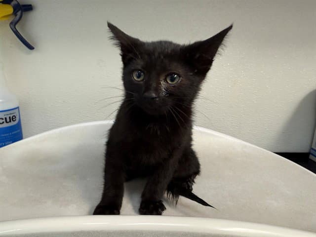 Lemongrass - Domestic Short Hair