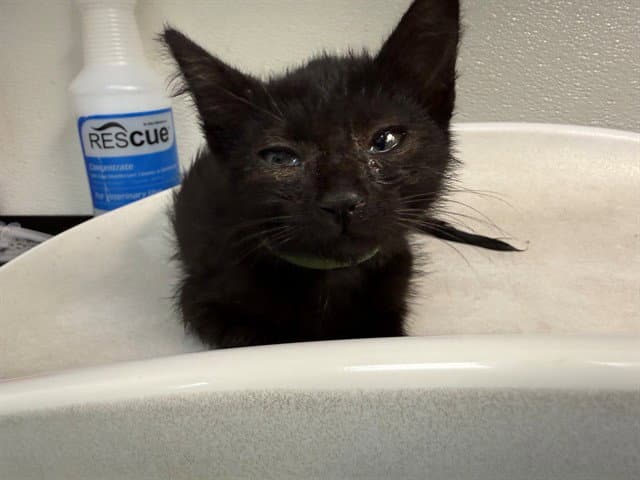 Thyme - Domestic Short Hair