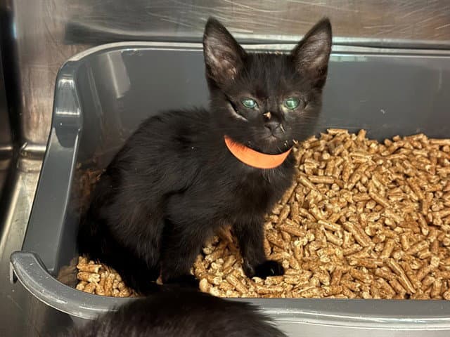 Basil - Domestic Short Hair