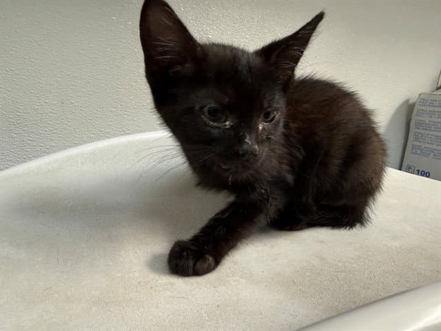Parsley - Domestic Short Hair