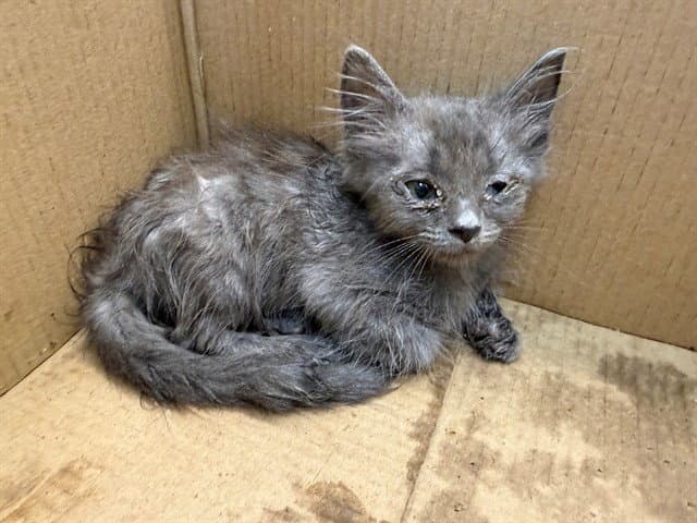Bay Leaf - Domestic Short Hair