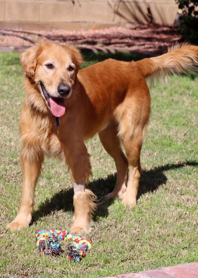 Chucky - Golden Retriever