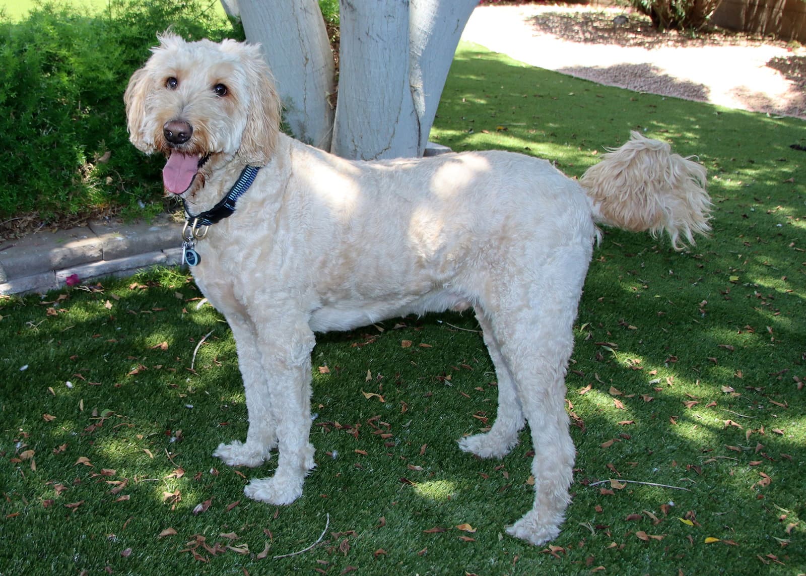 Leonardo - Golden Retriever