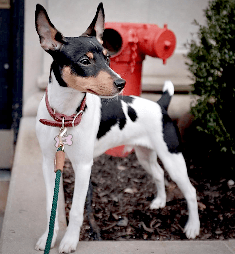 Bulba Fl - Rat Terrier