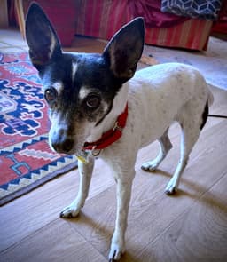 Sybil Or image 2