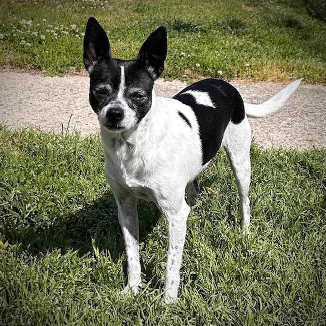 Millie Nc - Rat Terrier