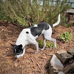 Millie Nc image 2