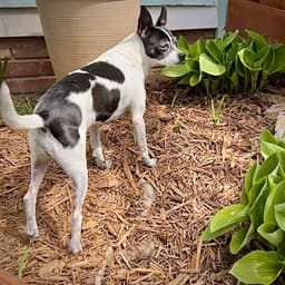 Millie Nc image 3