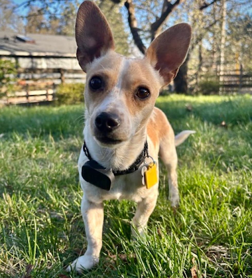 Georgie Wa - Rat Terrier