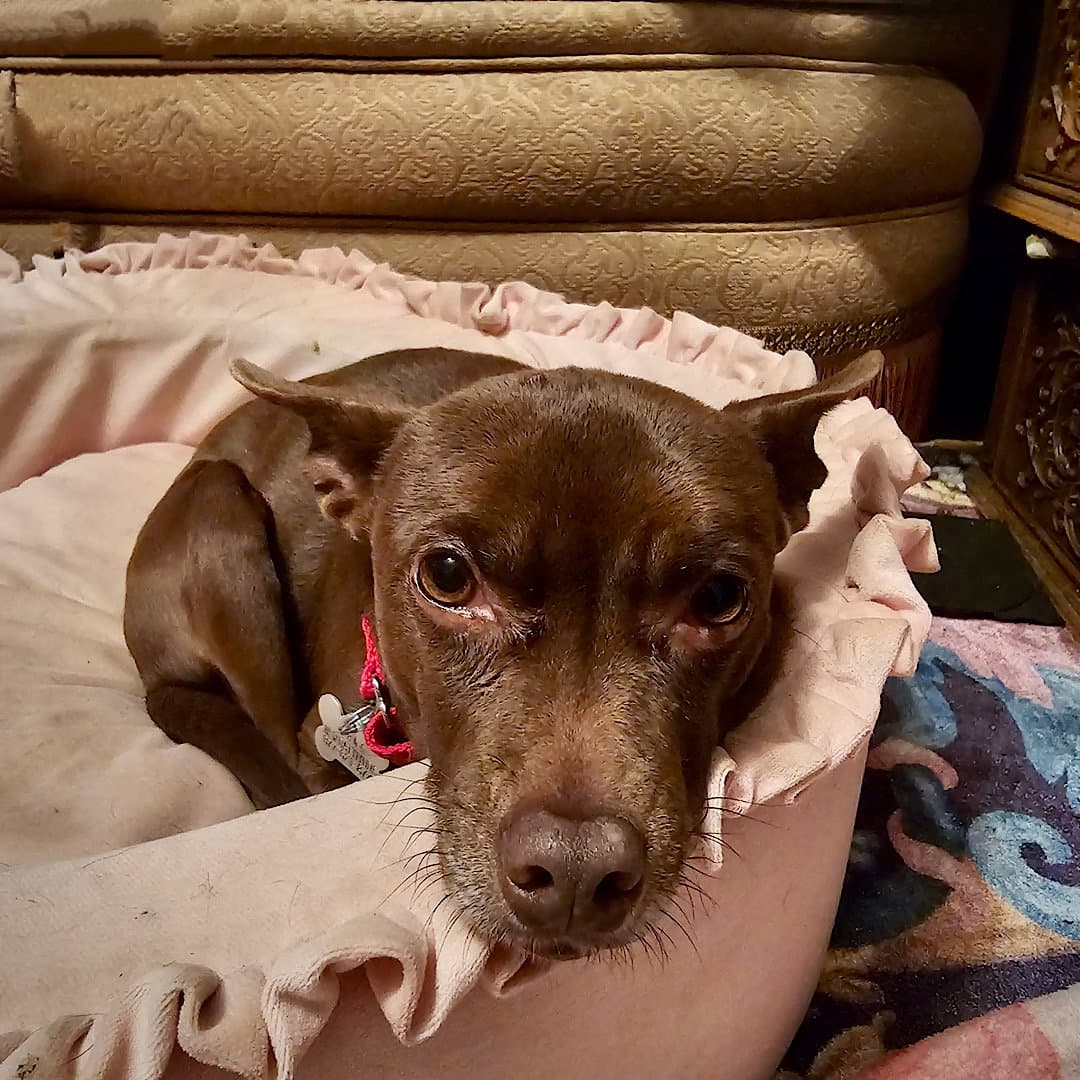 Nixie Wa - Rat Terrier