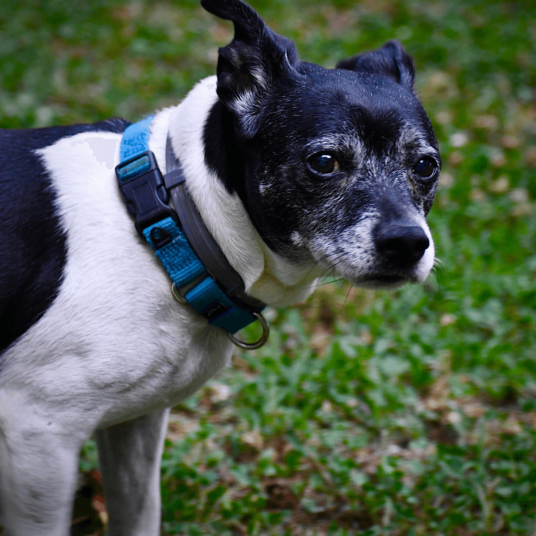 Max Va - Rat Terrier
