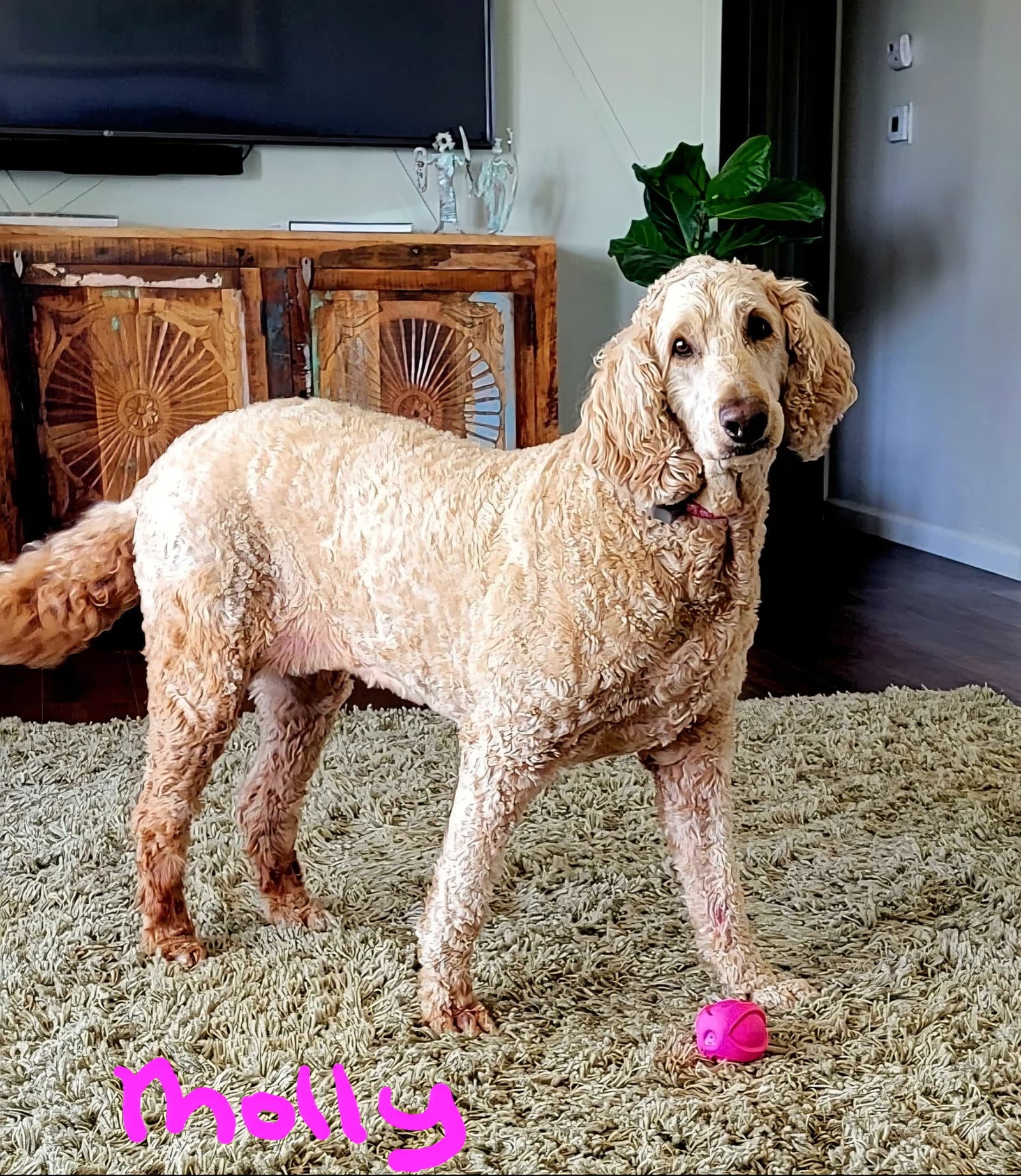 Molly - Golden Retriever