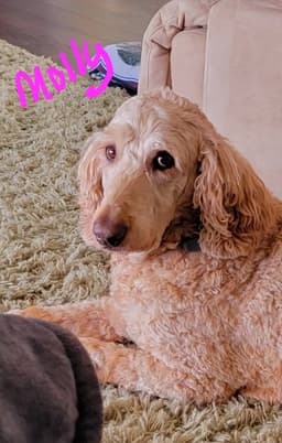 Molly image 2