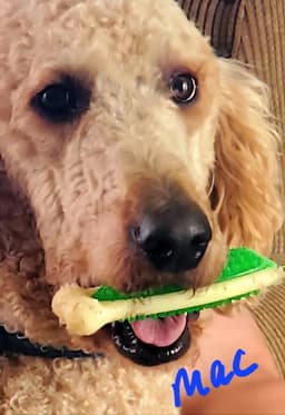 Molly image 3