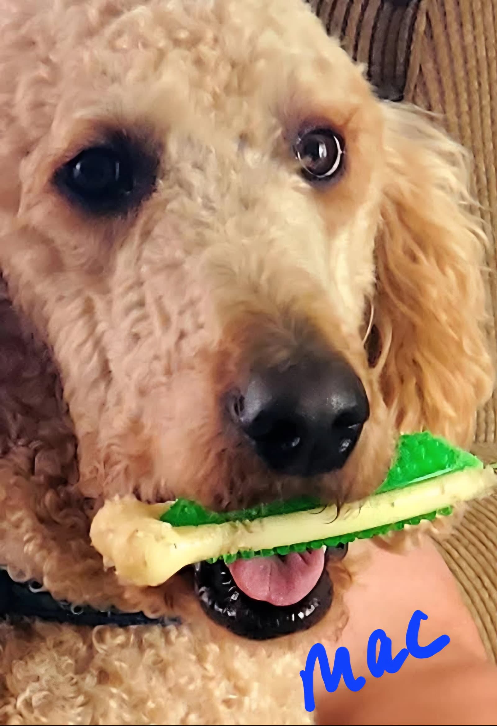 Mac - Golden Retriever