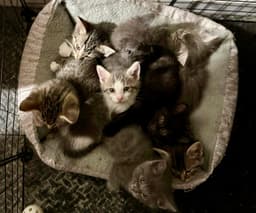 The Cheese Litter image 4