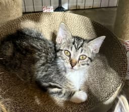 Parmesan The Cheese Litter image 3