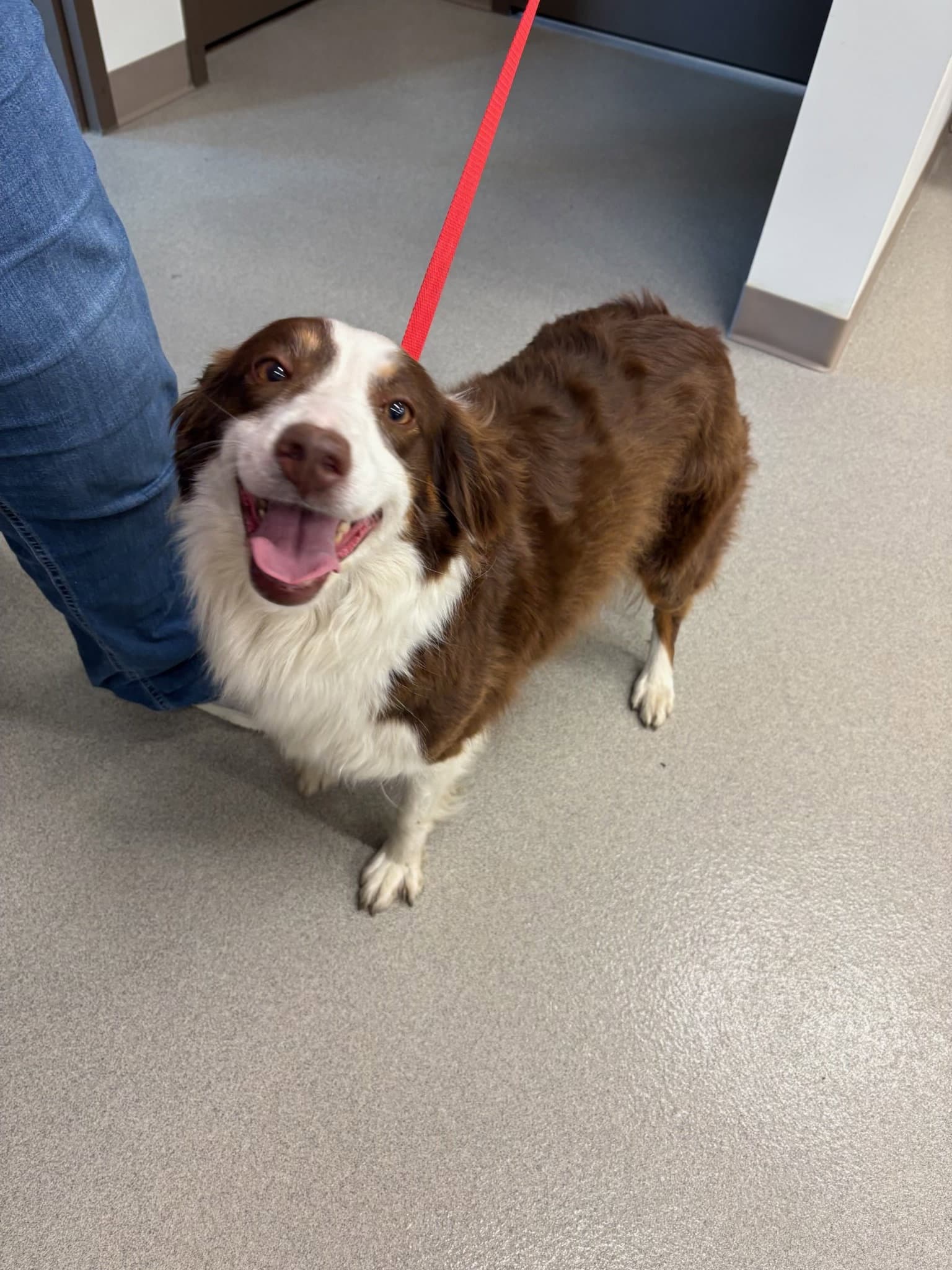 Missy - Border Collie