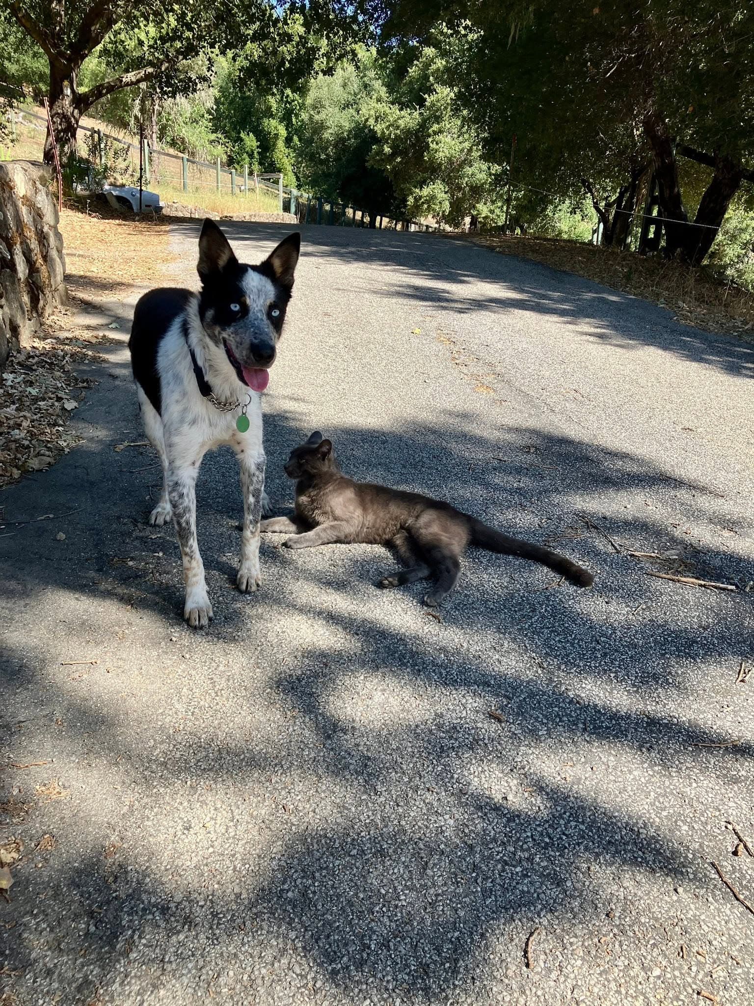 Rocky - Australian Cattle Dog/Blue Heeler