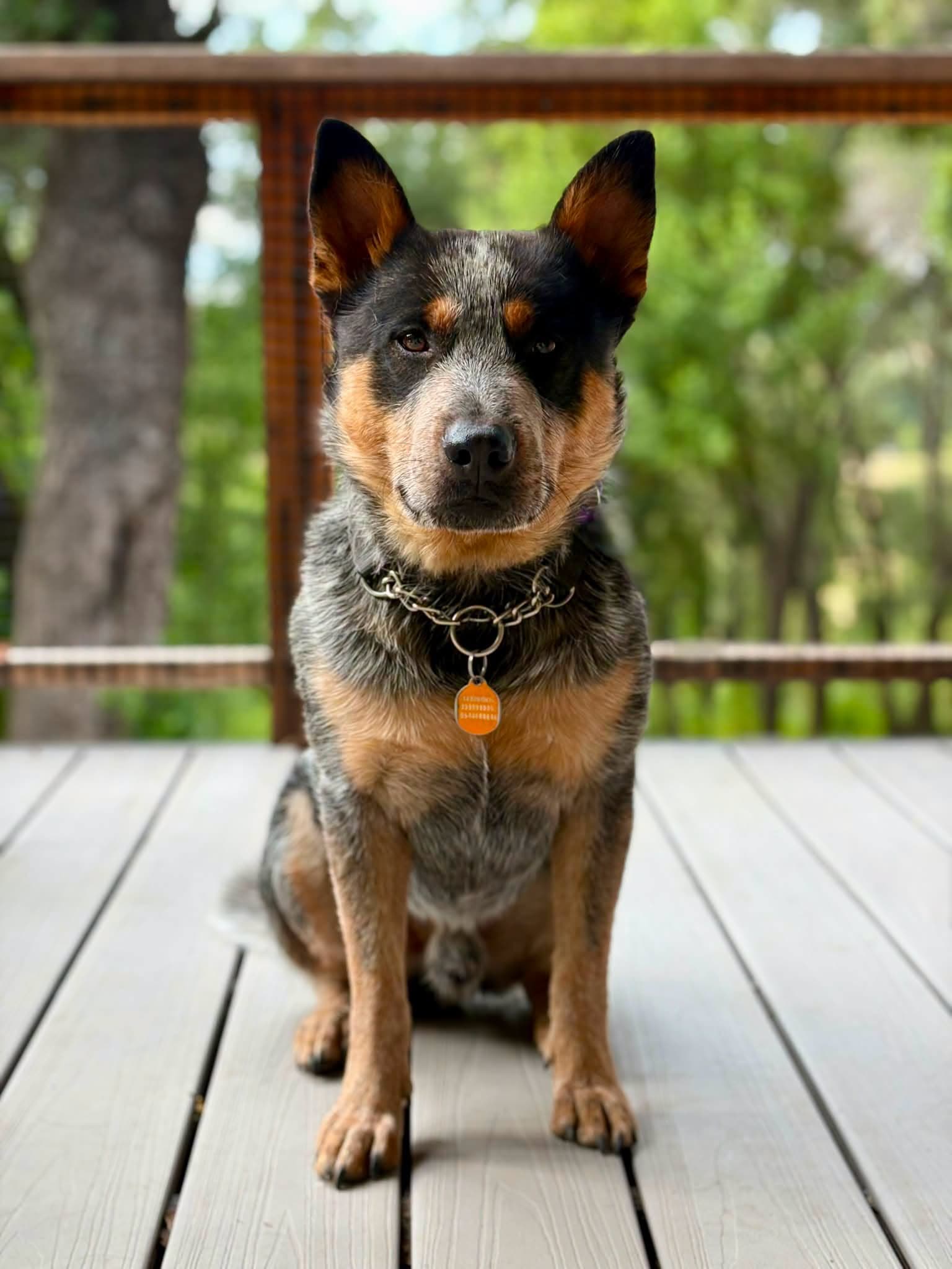 Diesel - Australian Cattle Dog/Blue Heeler