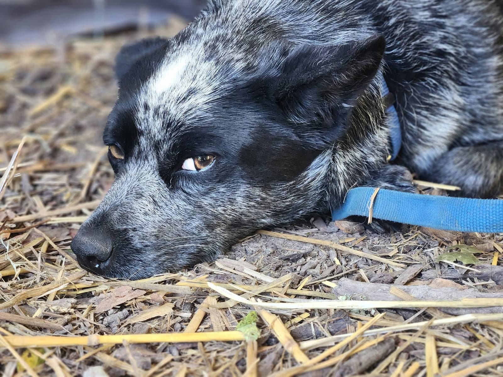 Gretta - Australian Cattle Dog/Blue Heeler