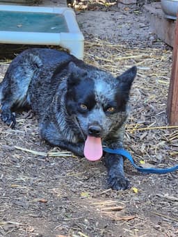 Gretta image 4