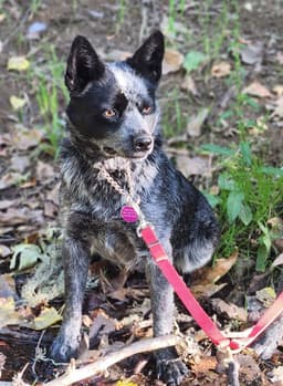 Gretta image 2