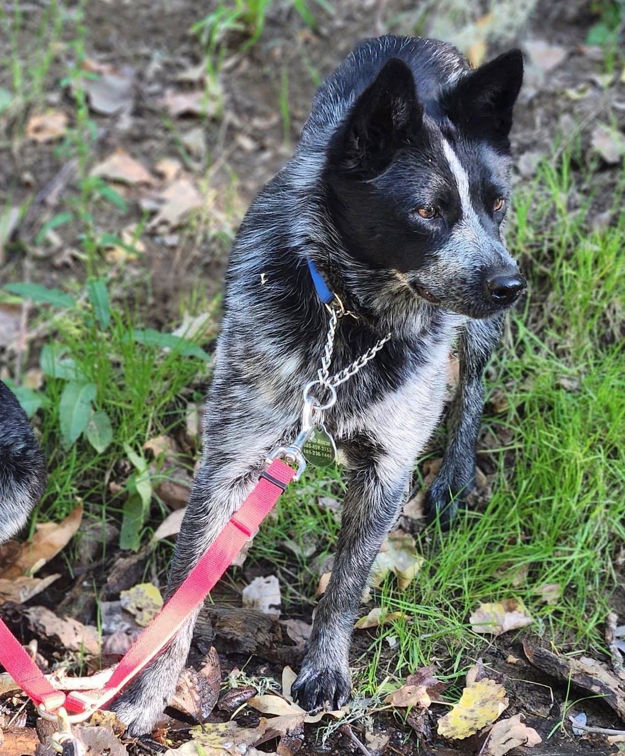 Garbo - Australian Cattle Dog/Blue Heeler