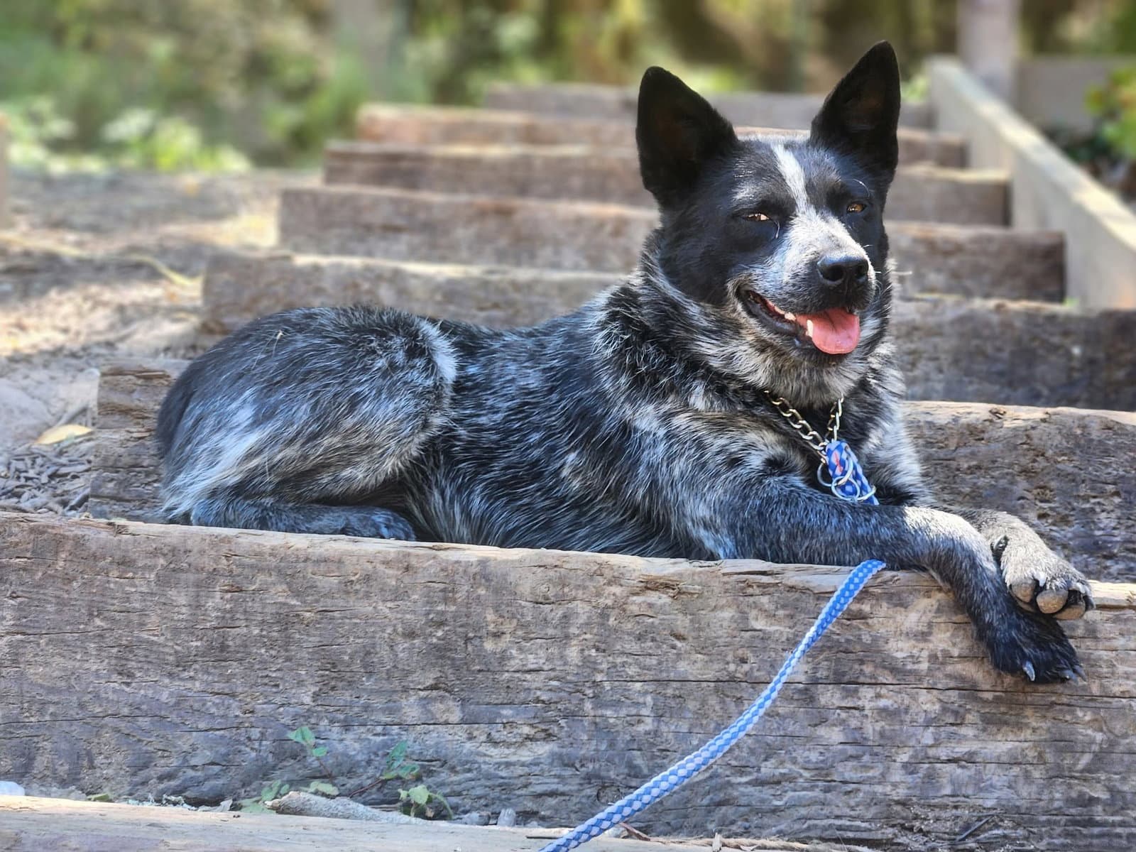 Garbo - Australian Cattle Dog/Blue Heeler
