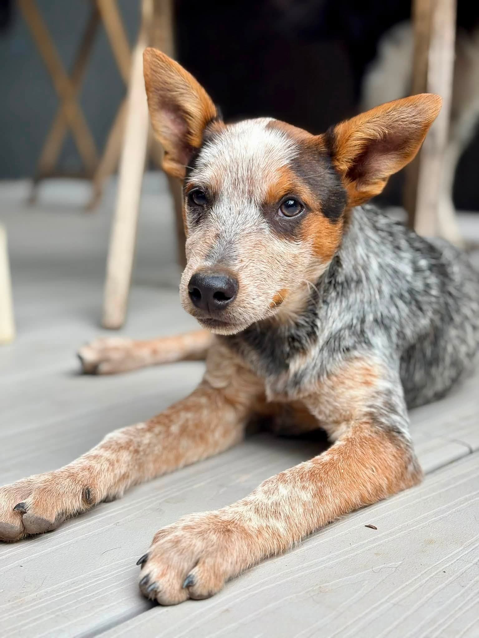 Blynkin - Australian Cattle Dog/Blue Heeler