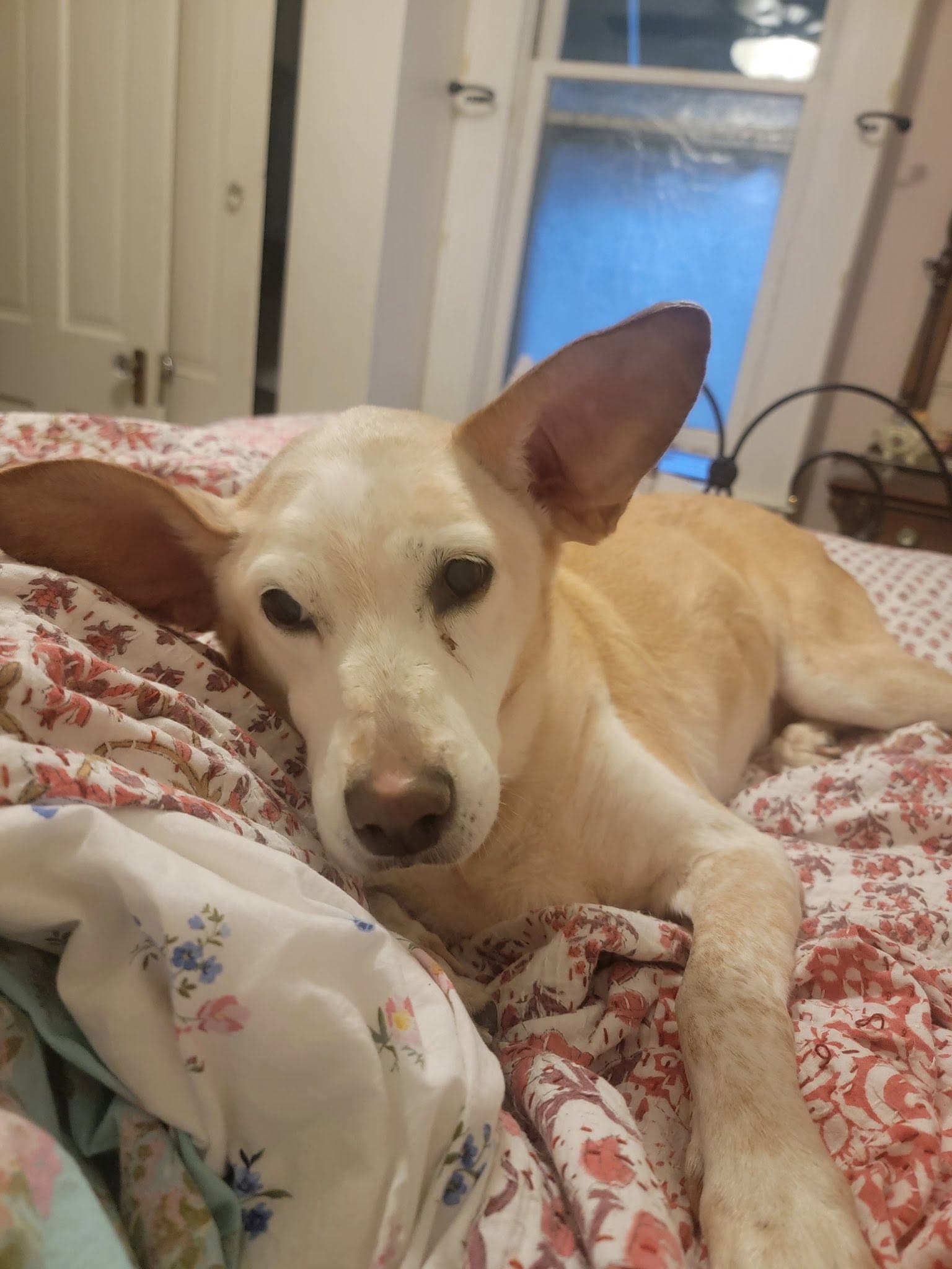 Nelly - Australian Cattle Dog/Blue Heeler