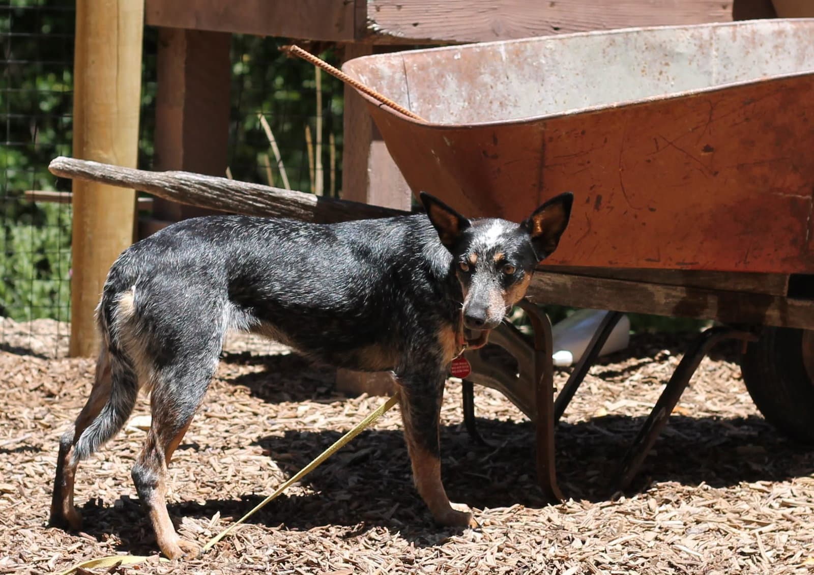 Trinity - Australian Cattle Dog/Blue Heeler