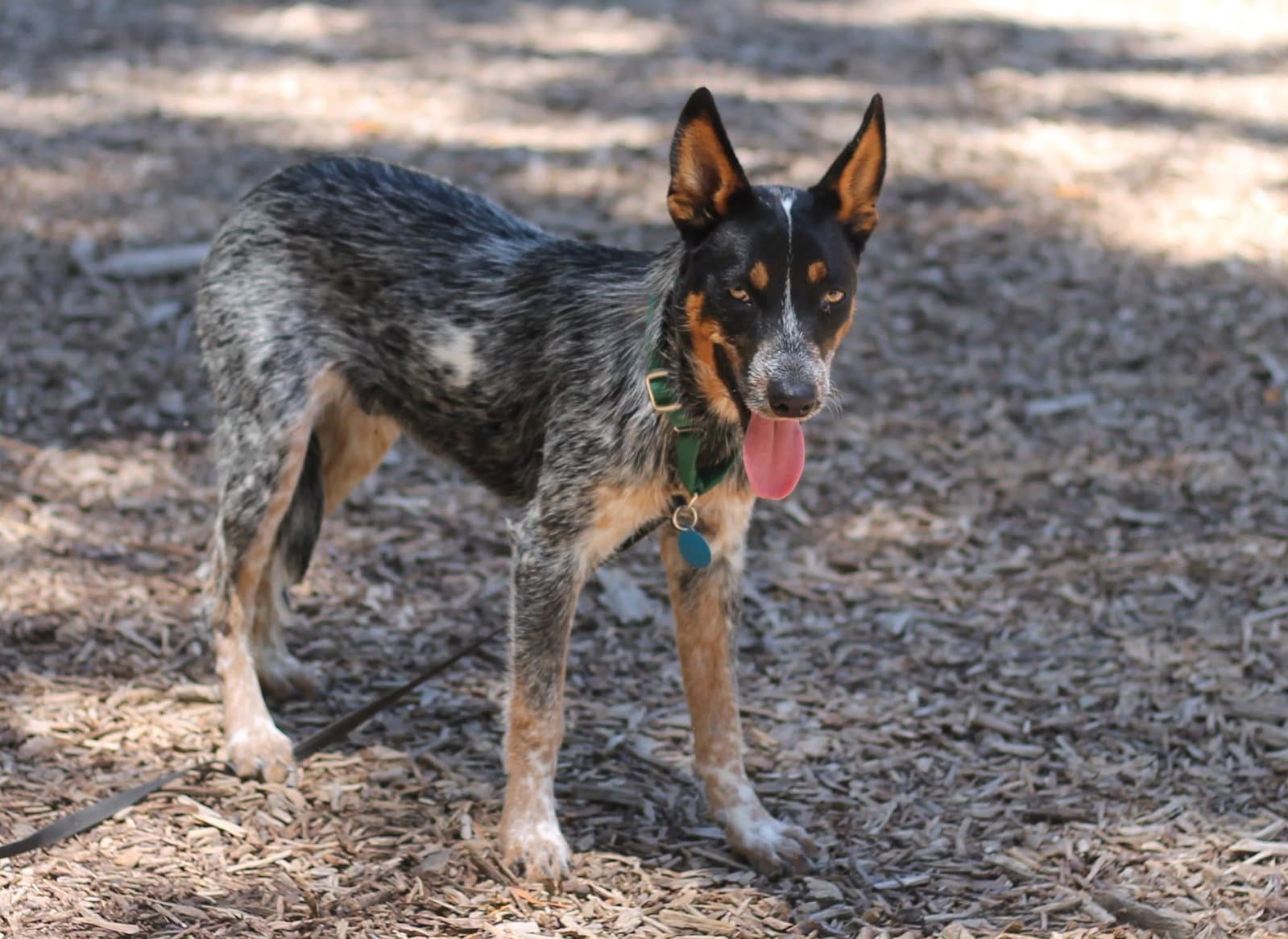 Jett - Australian Cattle Dog/Blue Heeler