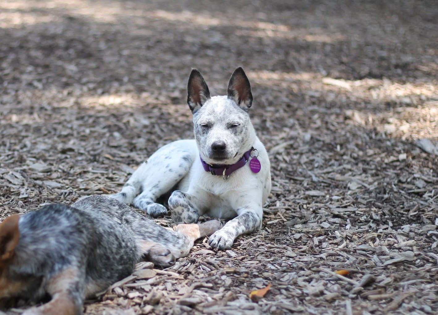Turbo - Australian Cattle Dog/Blue Heeler