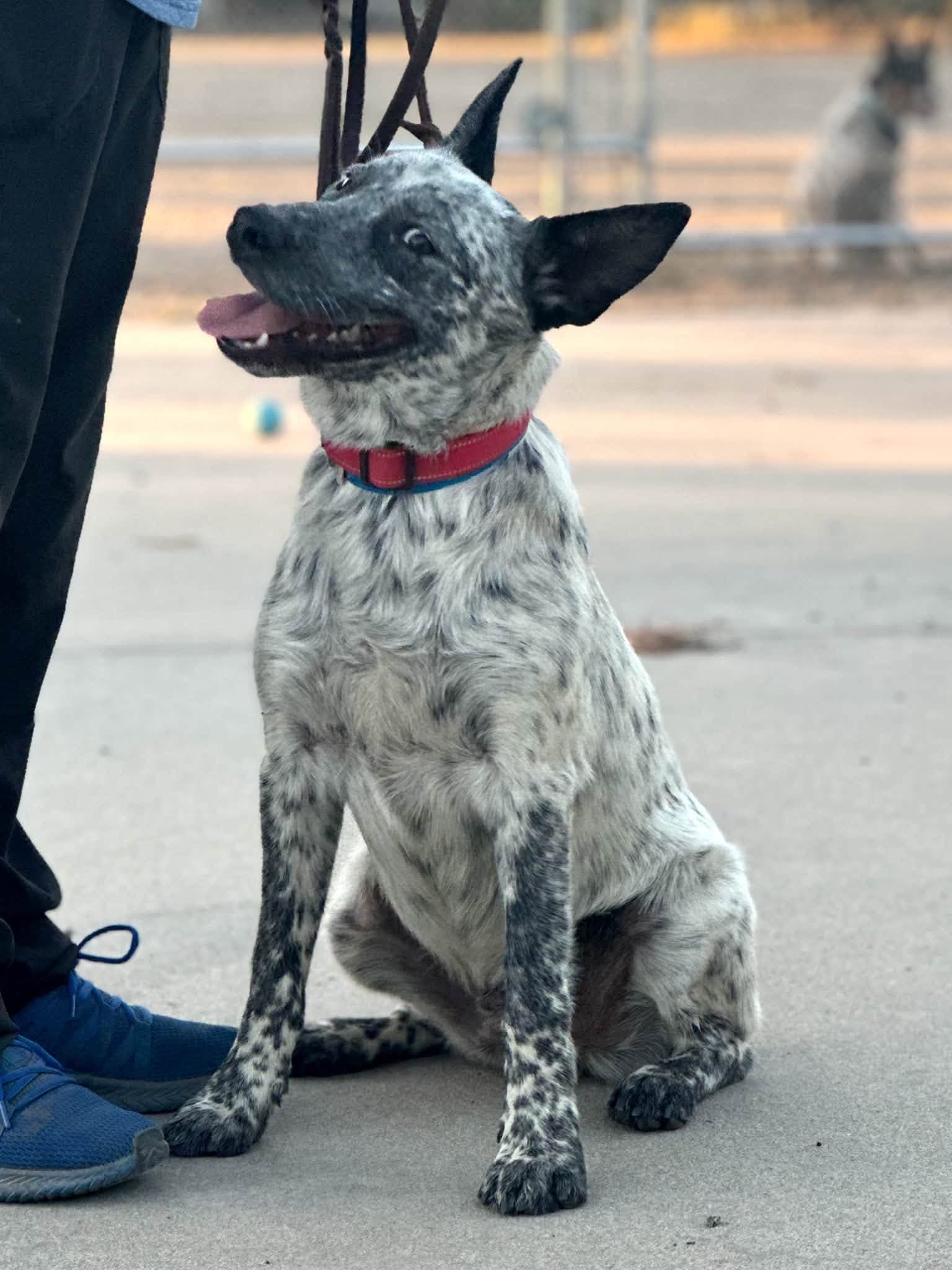 Owen - Australian Cattle Dog/Blue Heeler