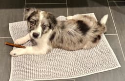 Taz image 4