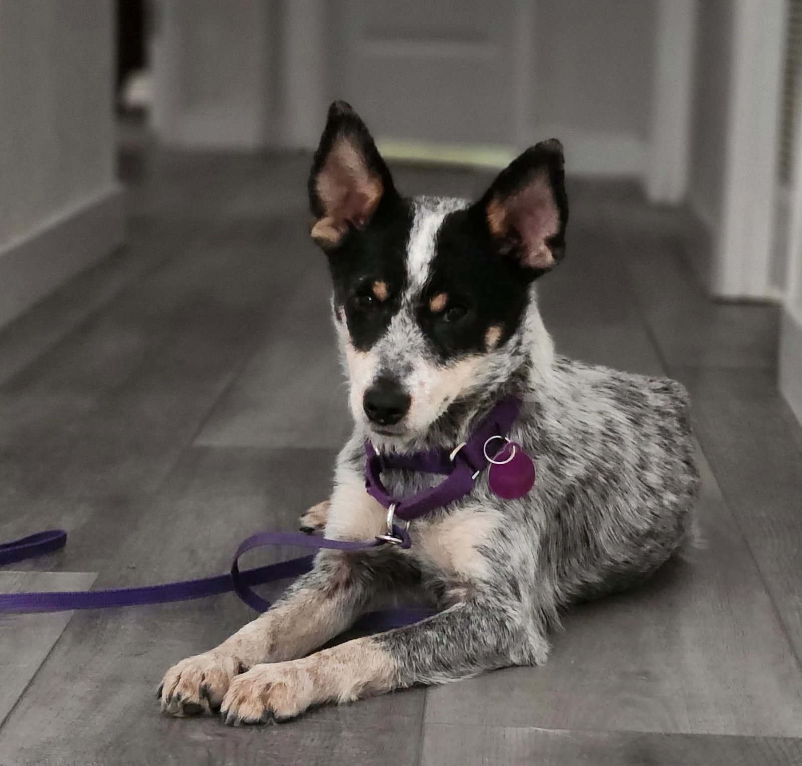 Echo - Australian Cattle Dog/Blue Heeler