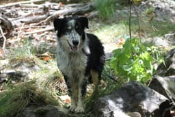 Buddy image 1