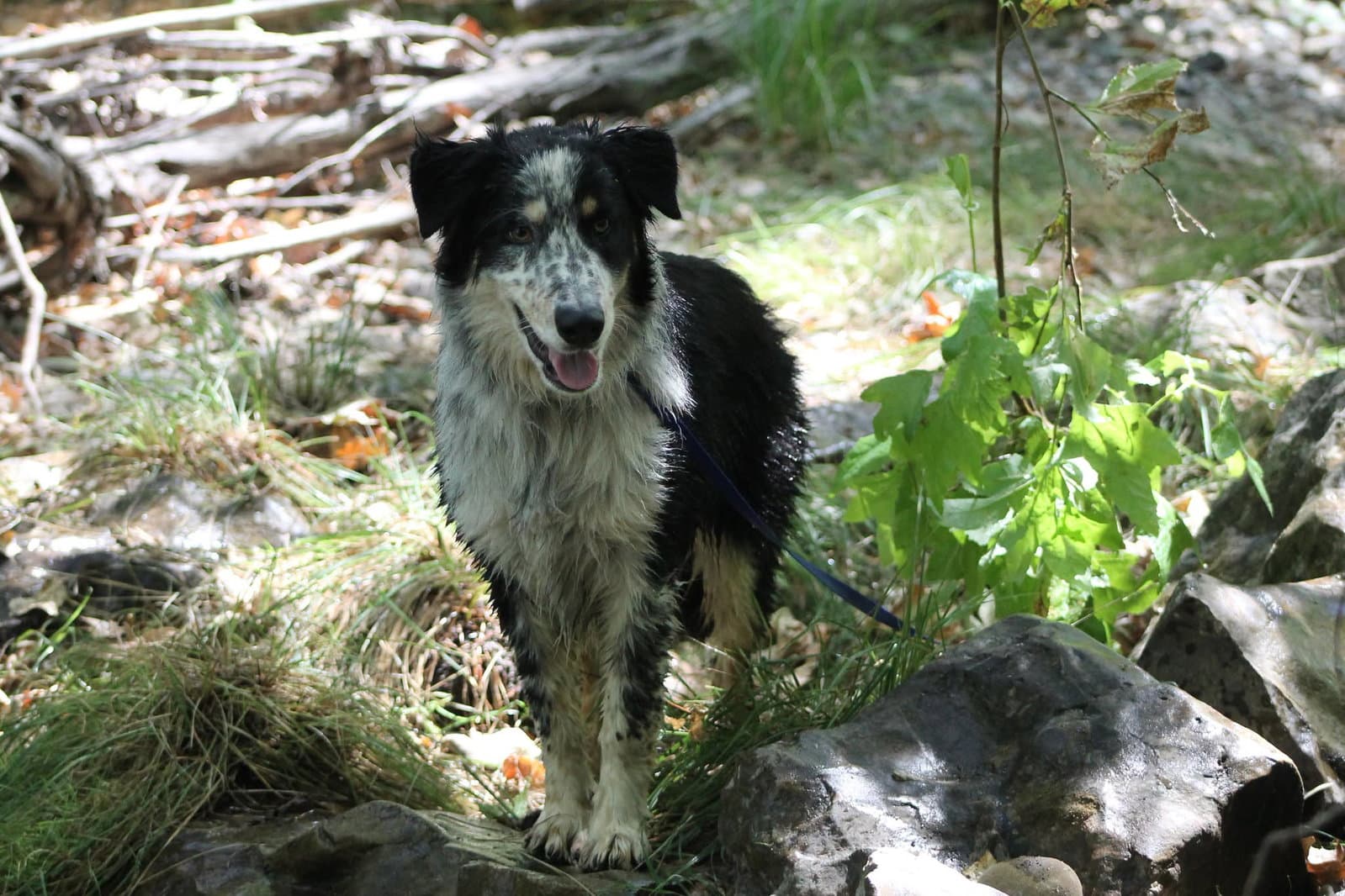 Buddy - Australian Cattle Dog/Blue Heeler