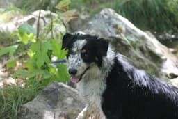Buddy image 3